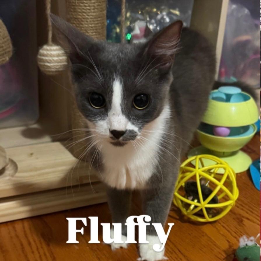 Enlarge Fluffy, a Adoptable Domestic Medium Hair in Bel Air, MD image 3/4