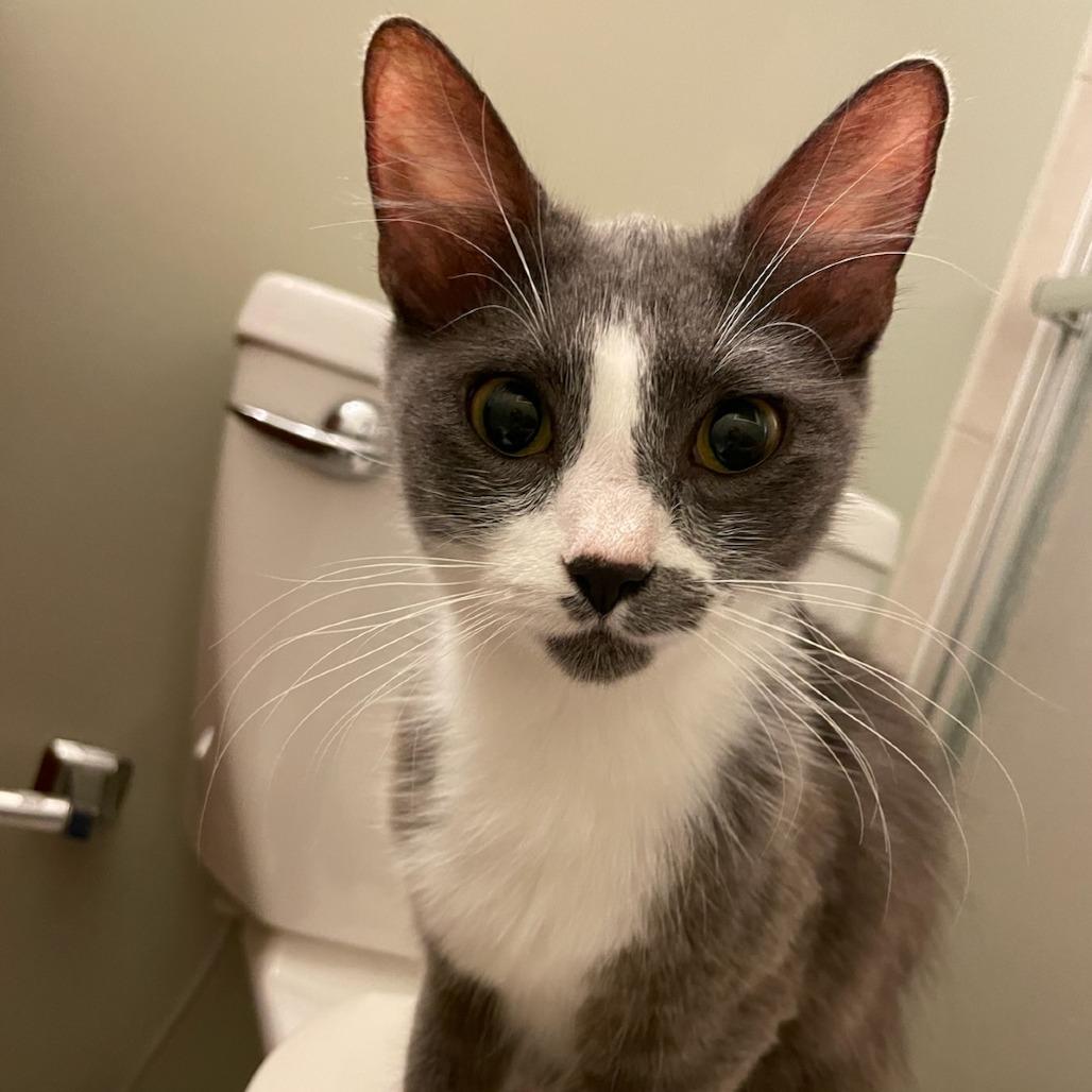 Enlarge Fluffy, a Adoptable Domestic Medium Hair in Bel Air, MD image 4/4