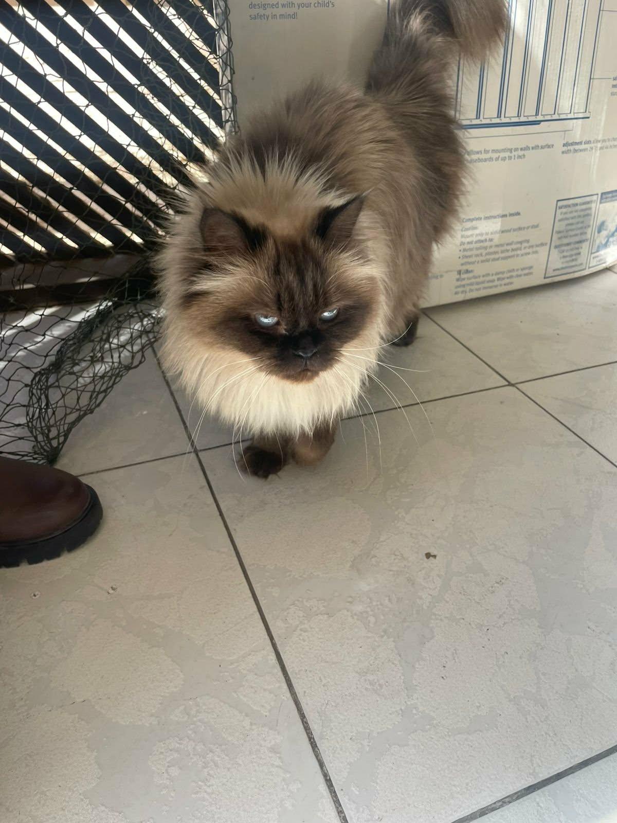 Enlarge Jill (Bonded with Jack) C, a ADOPTABLE Himalayan in Brampton, ON image 1/1