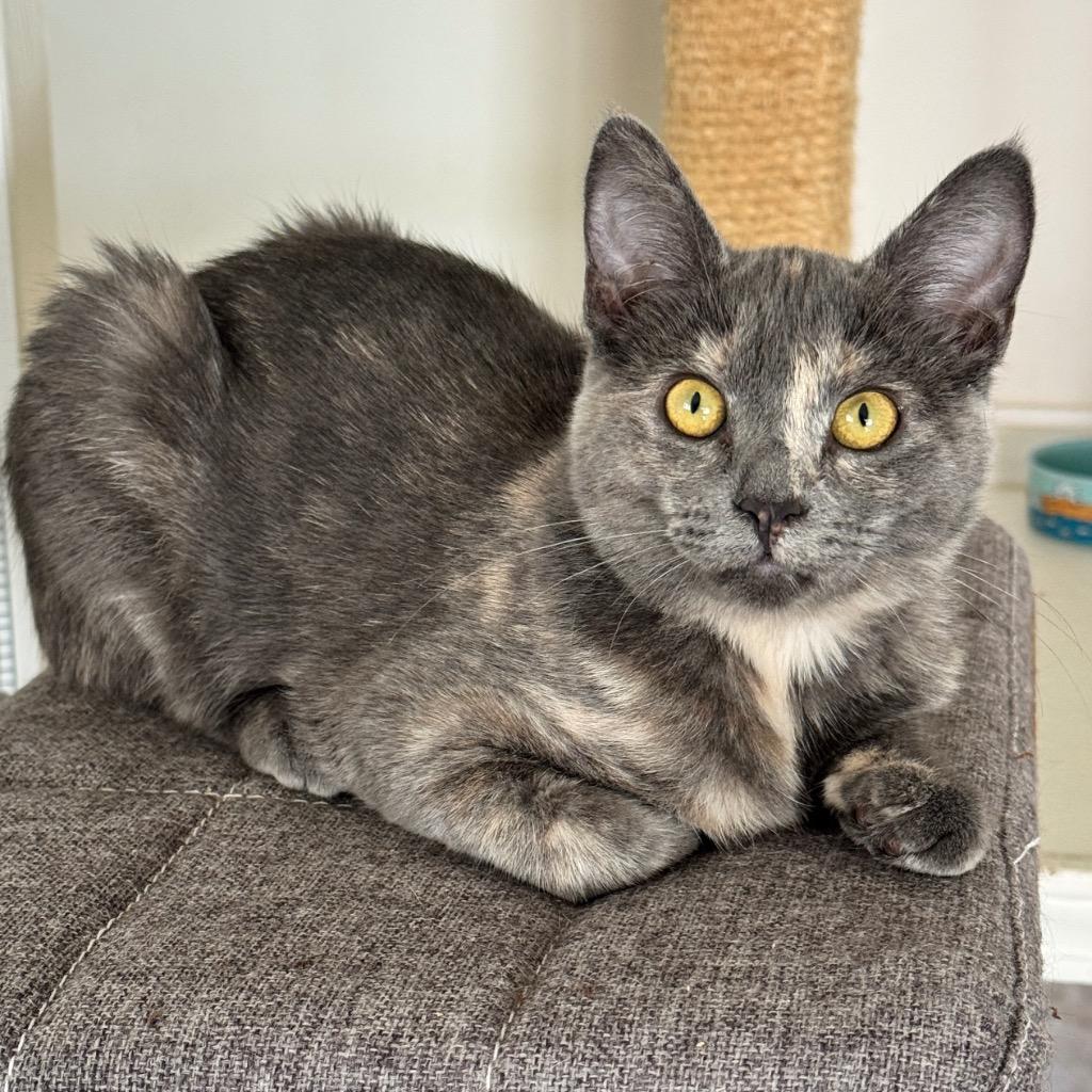 ChaCha, Adoptable, Kitten Female Domestic Long Hair.