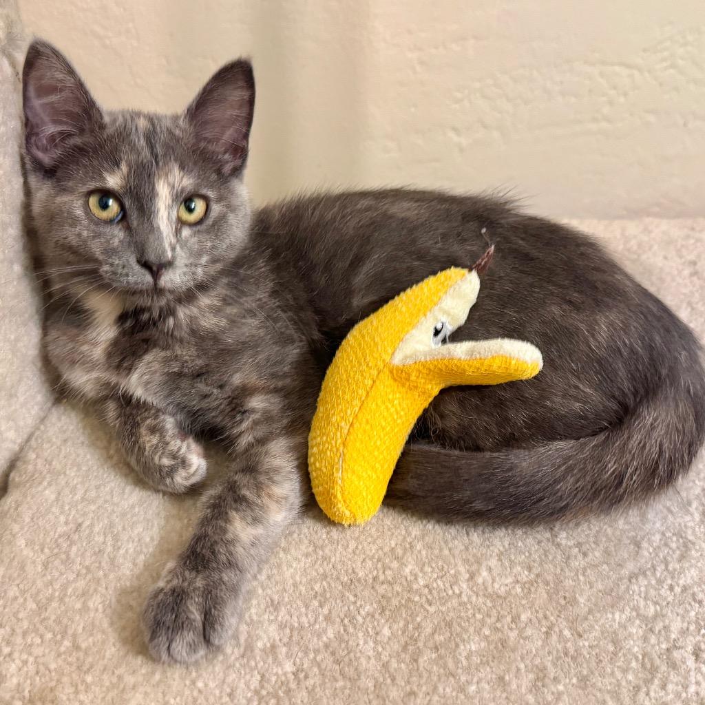 Enlarge ChaCha, a Adoptable mixed breed in Cambria, CA image 2/6