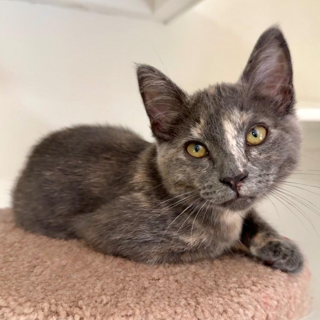 Enlarge ChaCha, a Adoptable mixed breed in Cambria, CA image 3/6