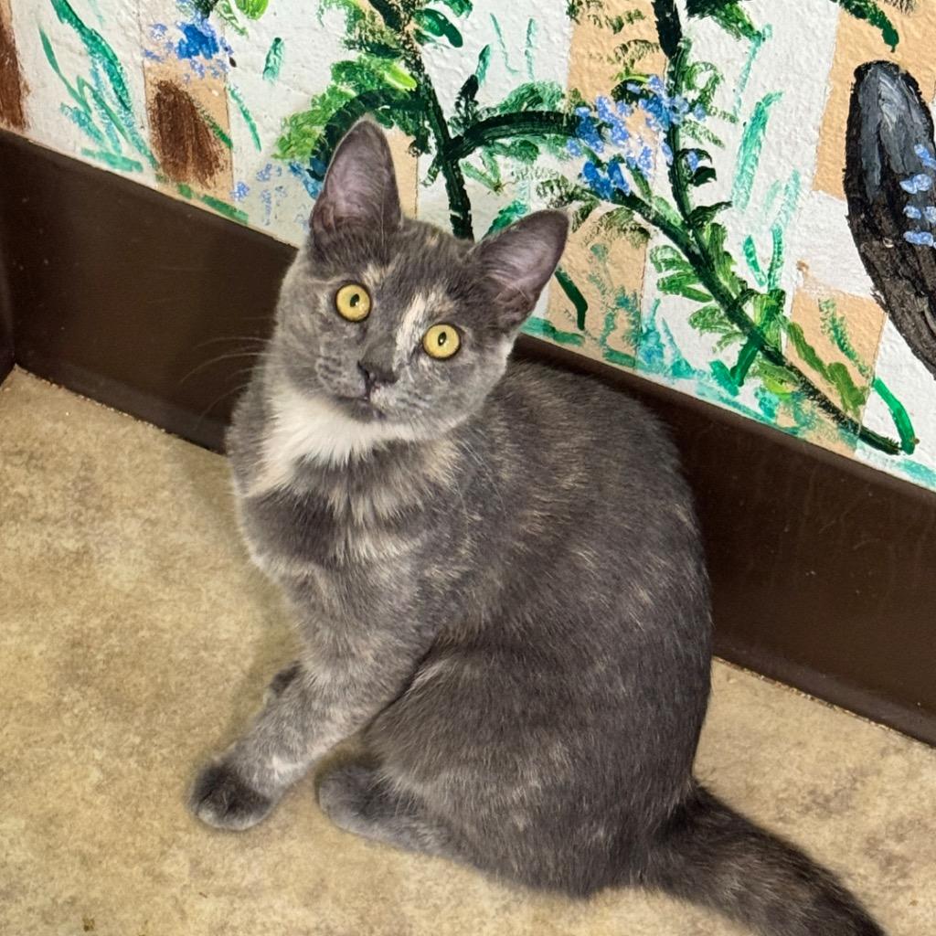Enlarge ChaCha, a Adoptable mixed breed in Cambria, CA image 4/6
