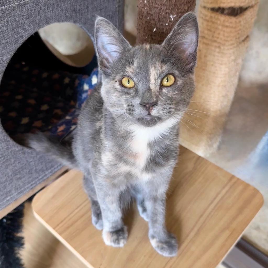 Enlarge ChaCha, a Adoptable mixed breed in Cambria, CA image 5/6