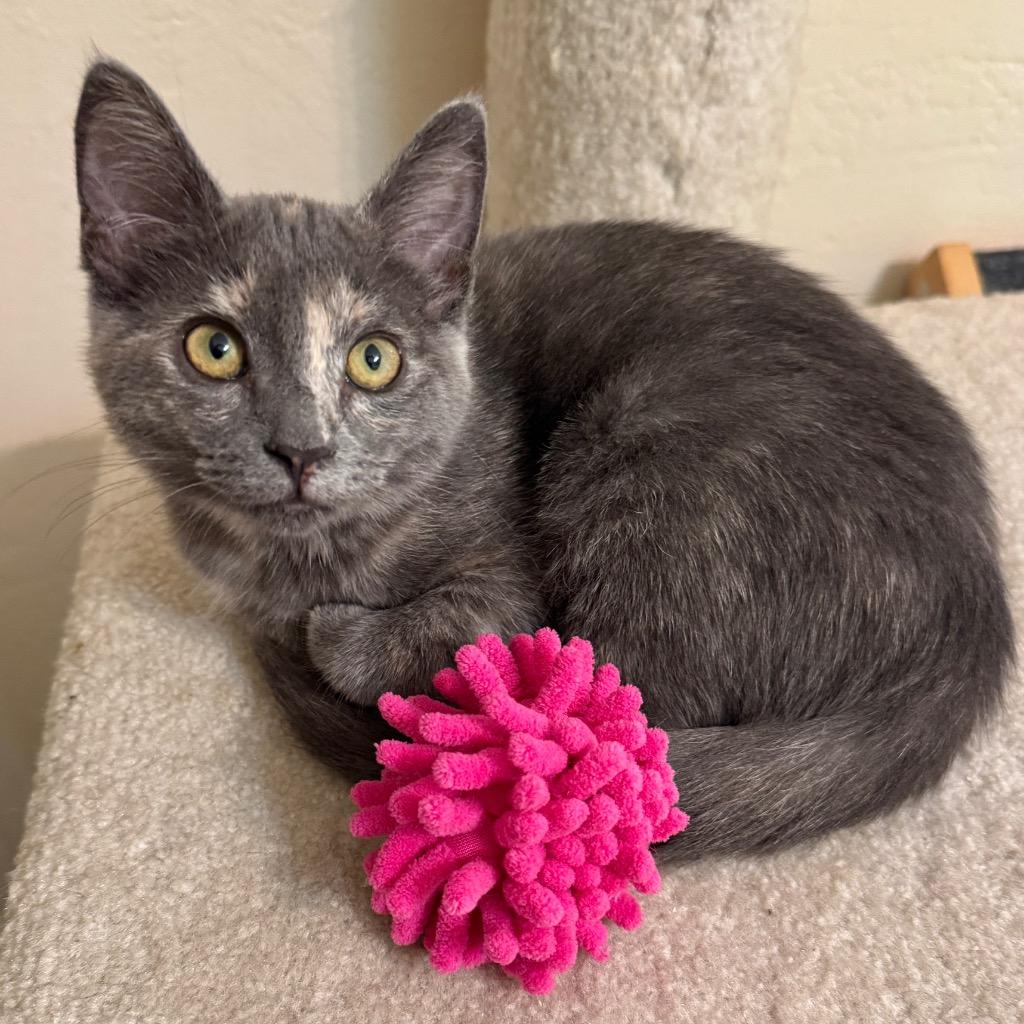 Enlarge ChaCha, a Adoptable mixed breed in Cambria, CA image 6/6