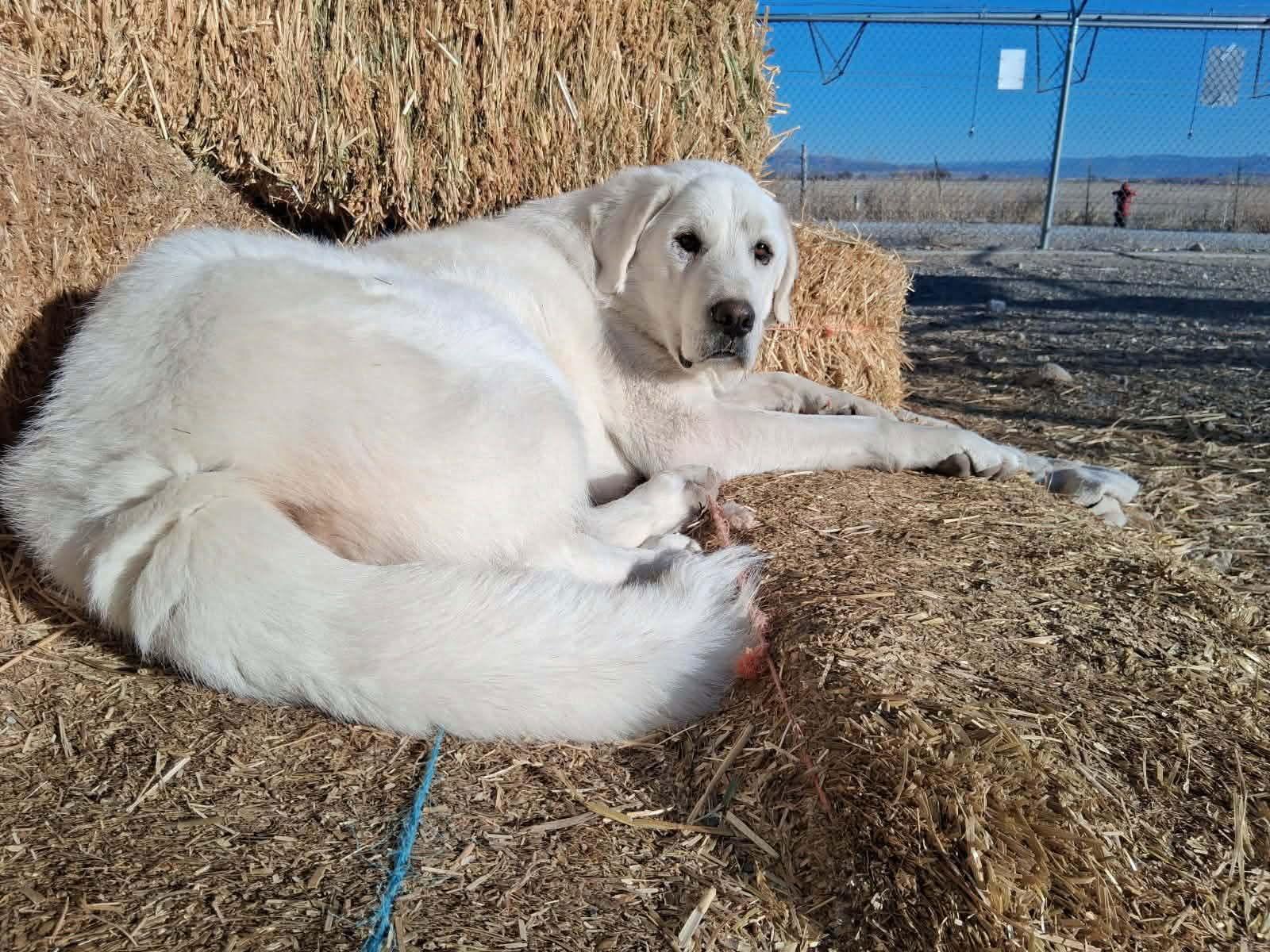 Enlarge Coco, a Adoptable Great Pyrenees in Bountiful, UT image 2/3