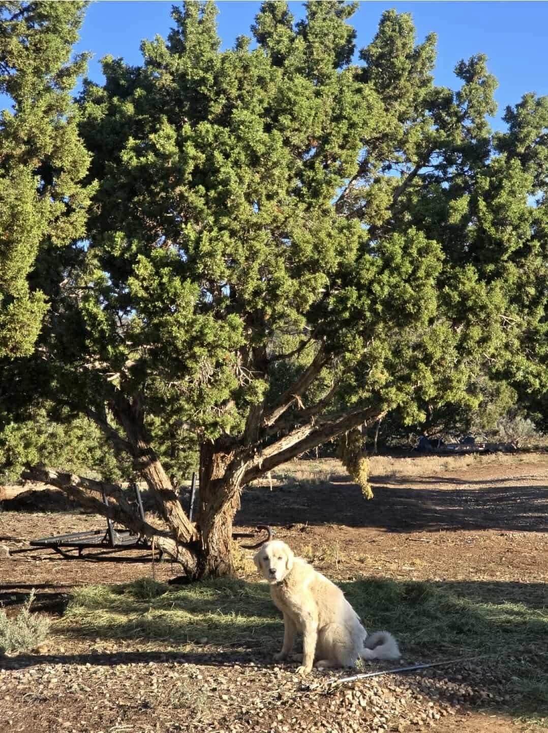 Coco, a Adoptable Great Pyrenees in Bountiful, UT image 2/3