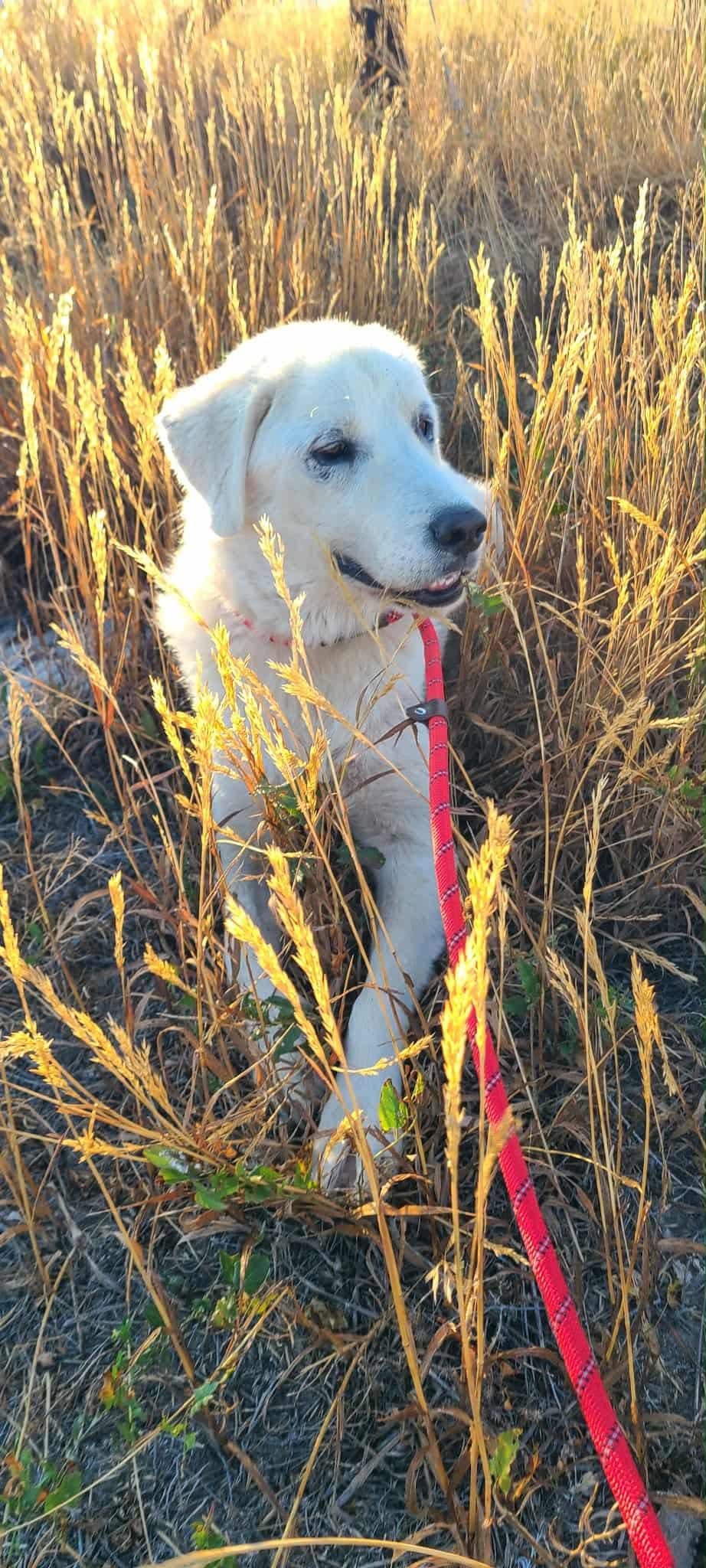 Coco, a Adoptable Great Pyrenees in Bountiful, UT image 3/3