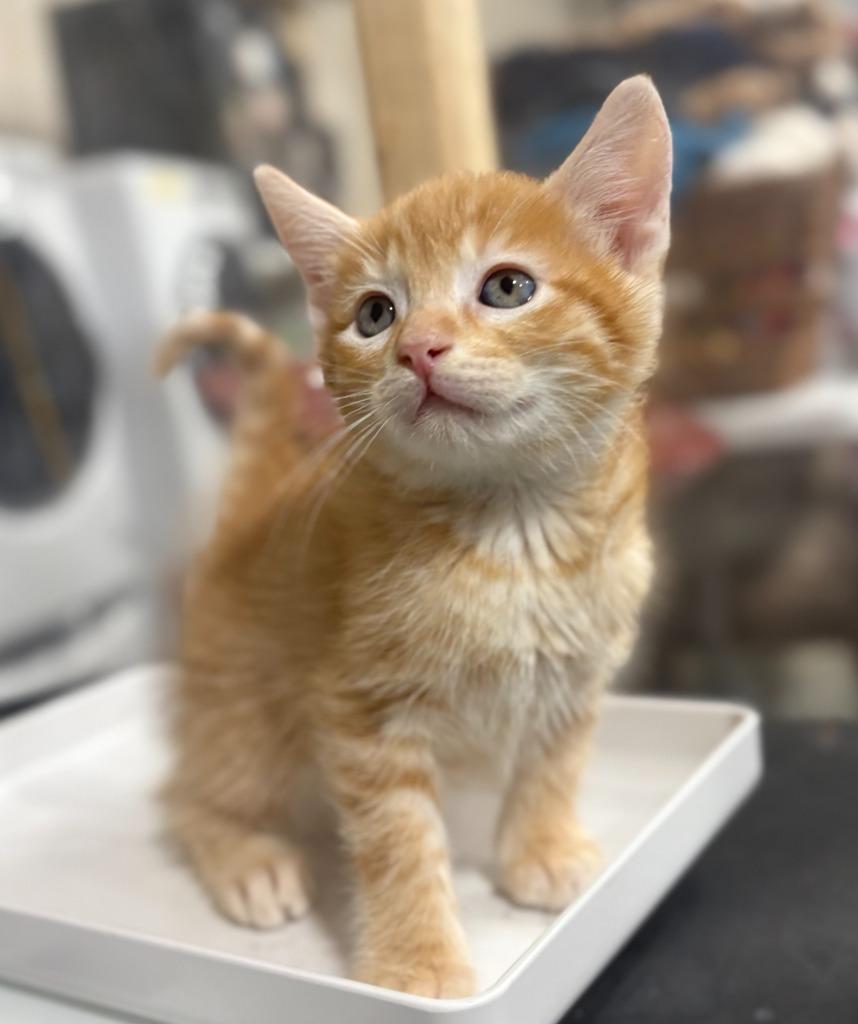 Clementine, Adoptable, Kitten Male Domestic Short Hair.