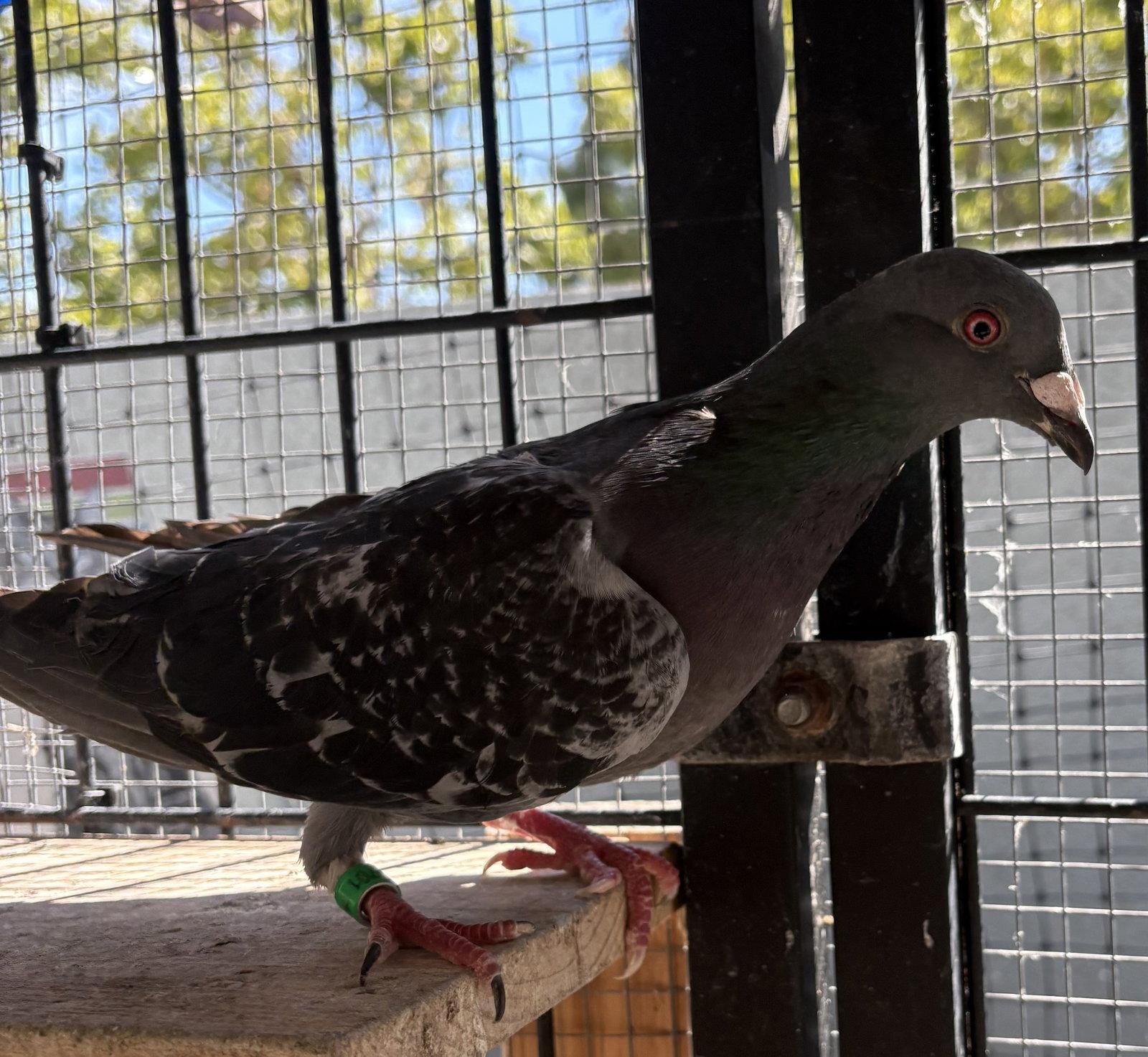 Ler, Adoptable, Young Male Pigeon.