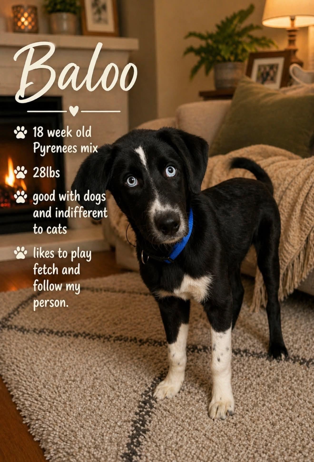 Enlarge Baloo, an adopted mixed breed in Walker, LA image 1/3
