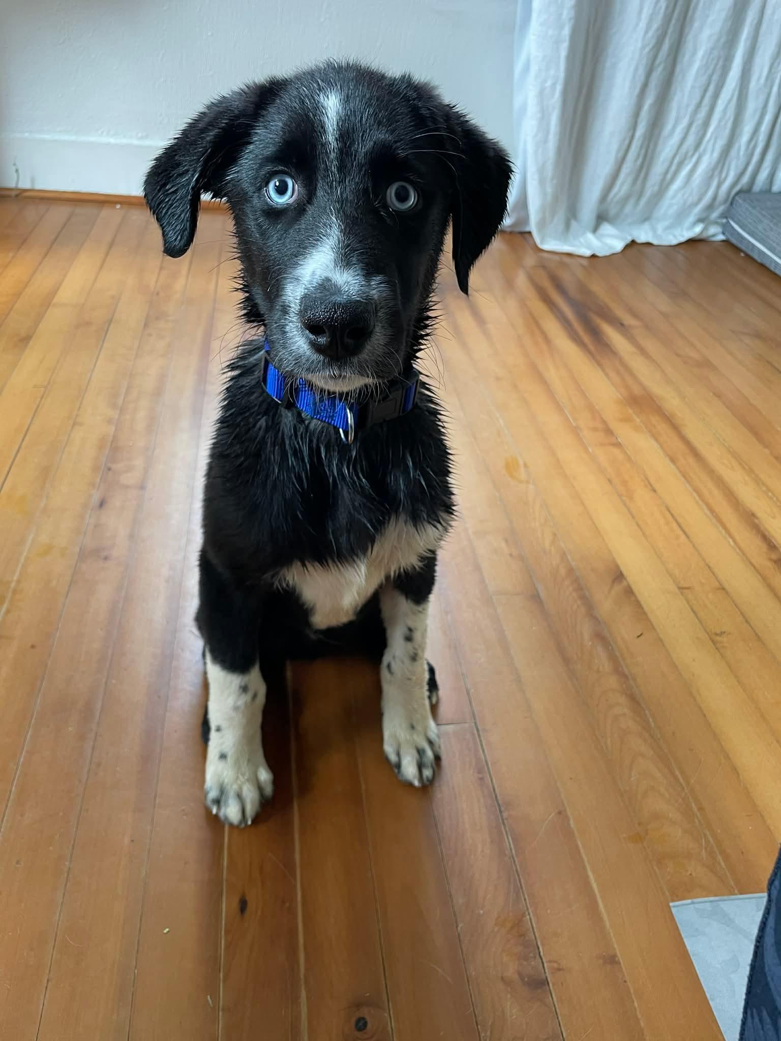 Baloo, ADOPTABLE, Puppy Male Shepherd & Great Pyrenees.