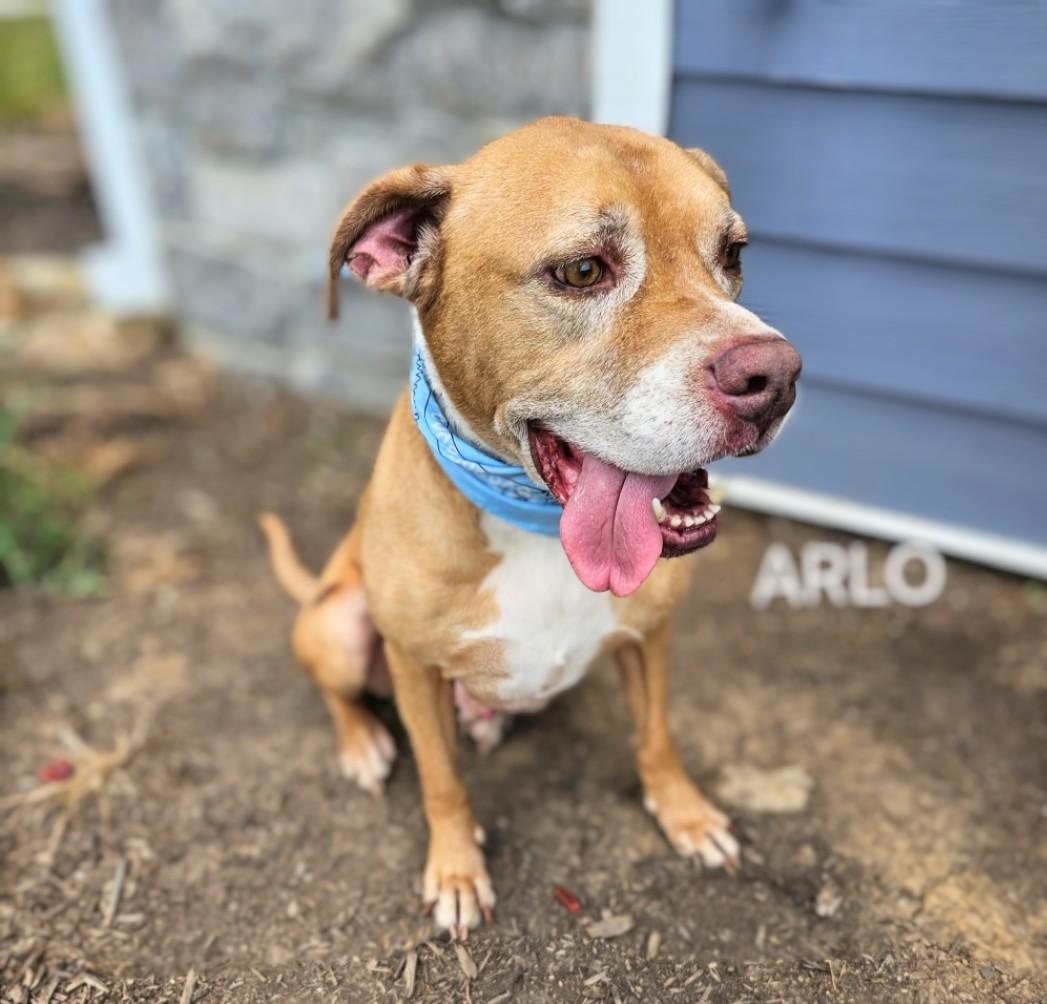 Arlo - HURRY!!!! FIRST ON LIST! SENIOR ALERT!!! photo 3