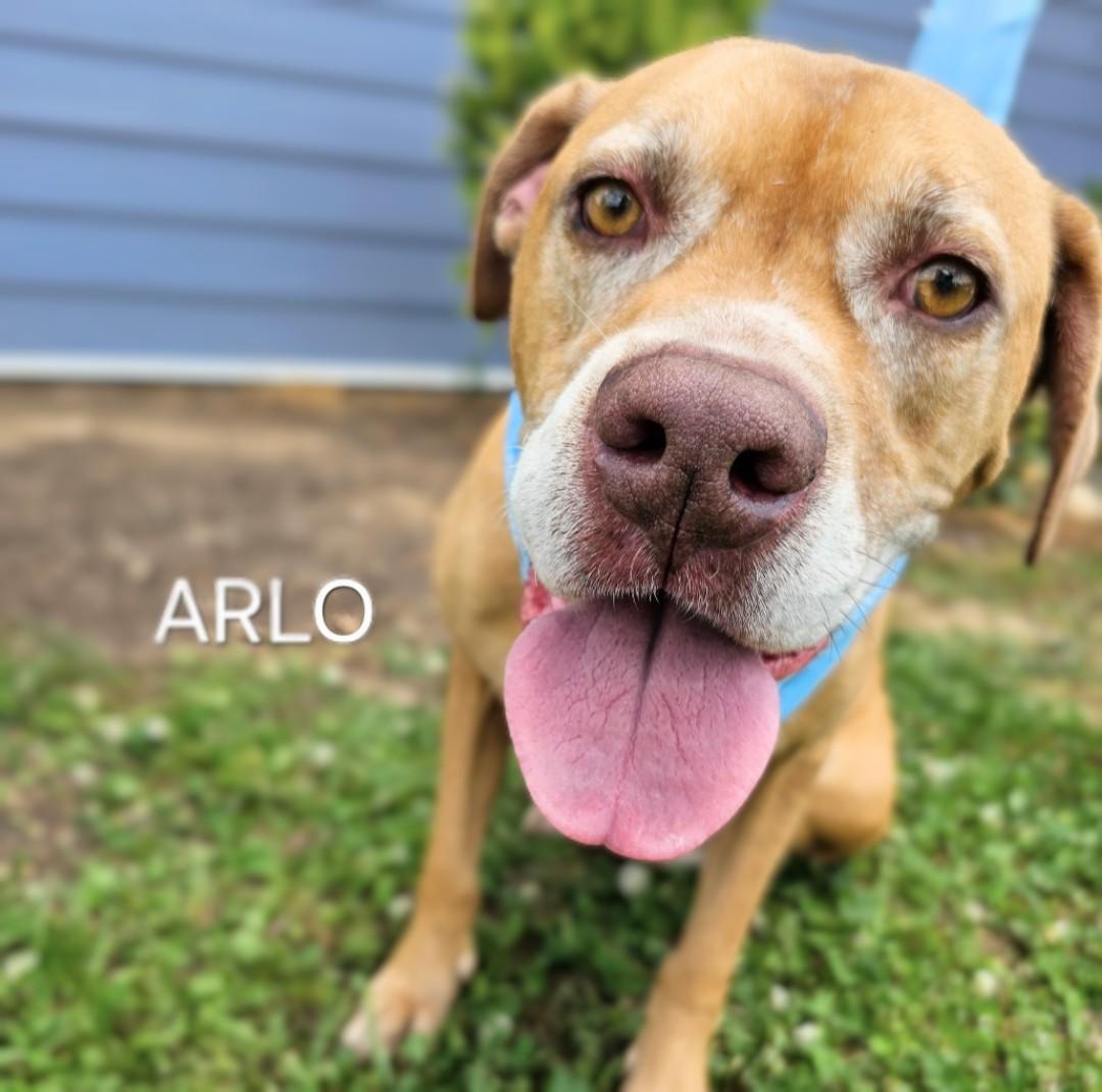 Arlo - HURRY!!!! FIRST ON LIST! SENIOR ALERT!!! photo 2