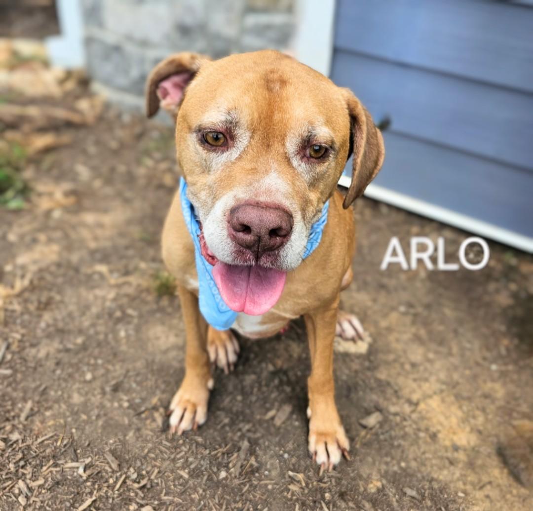 Arlo - HURRY!!!! FIRST ON LIST! SENIOR ALERT!!! photo 5