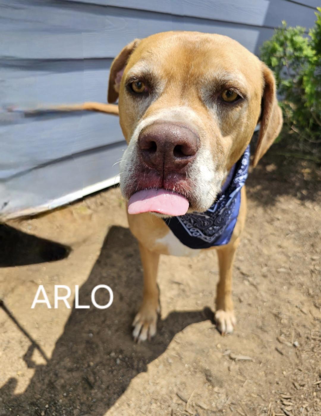 Arlo - HURRY!!!! FIRST ON LIST! SENIOR ALERT!!!, Adult Male unknown
