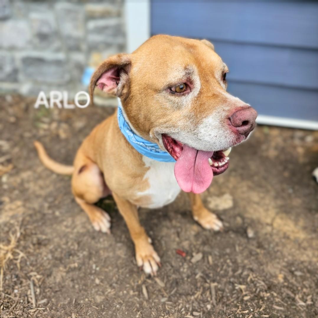 Arlo - HURRY!!!! FIRST ON LIST! SENIOR ALERT!!! photo 4