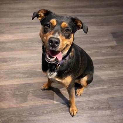 Enlarge Rita, a Adoptable mixed breed in Merriam, KS image 1/1