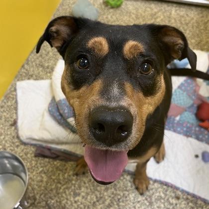 Rita, Adoptable, Adult Female Mixed Breed & Mixed Breed.