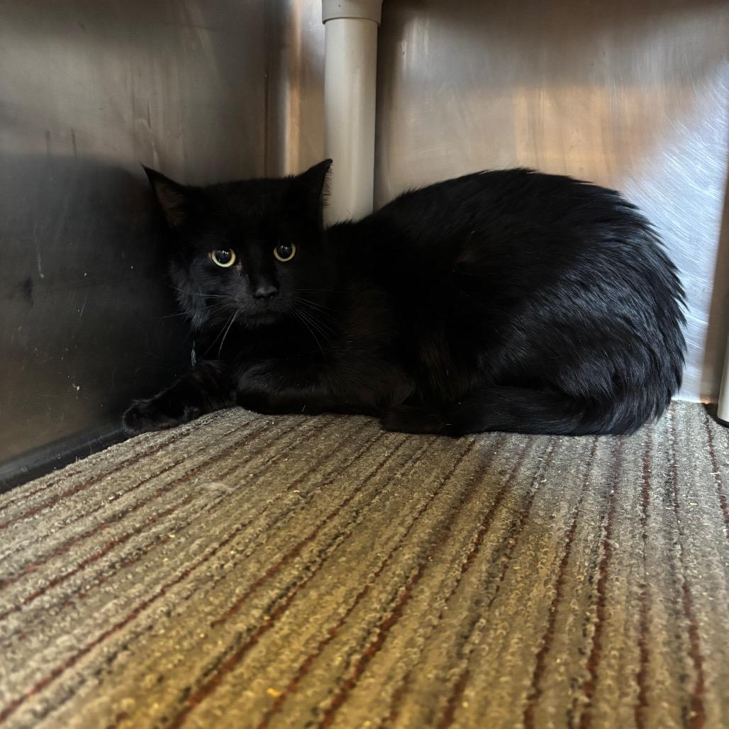 Ivan, Adoptable, Young Male Domestic Short Hair.