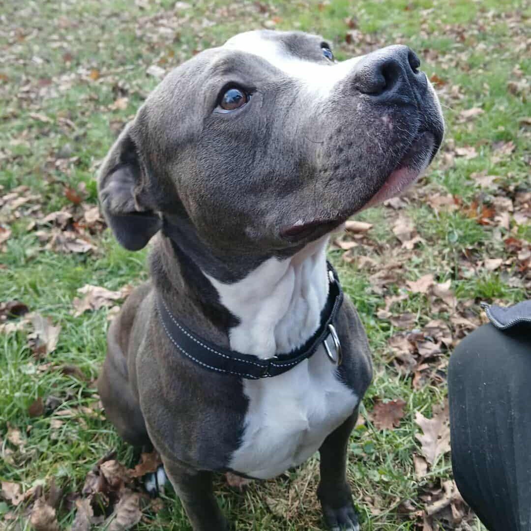 Maddie, a Adoptable mixed breed in Saugerties, NY image 4/6