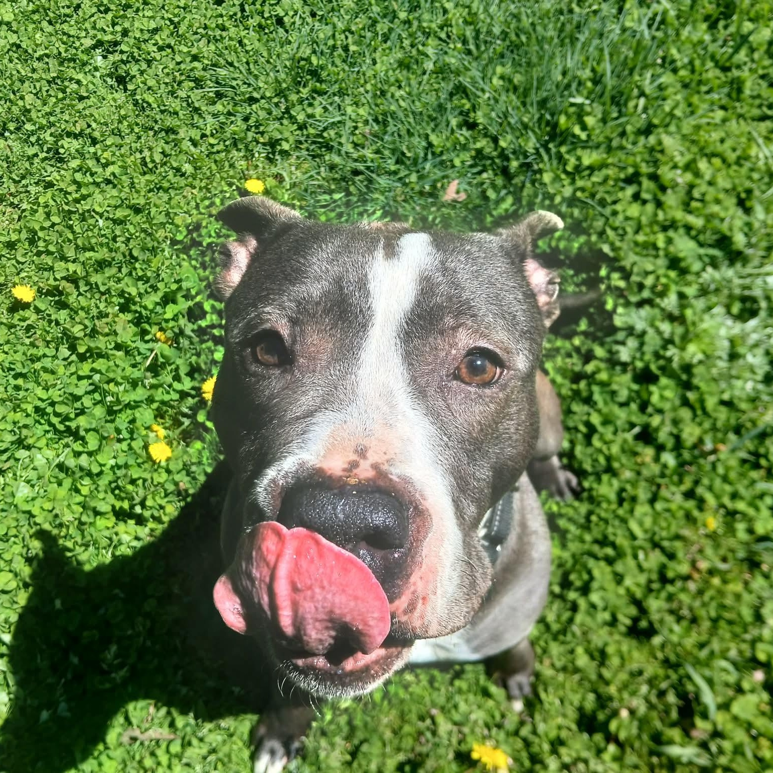 Maddie, a Adoptable mixed breed in Saugerties, NY image 4/6