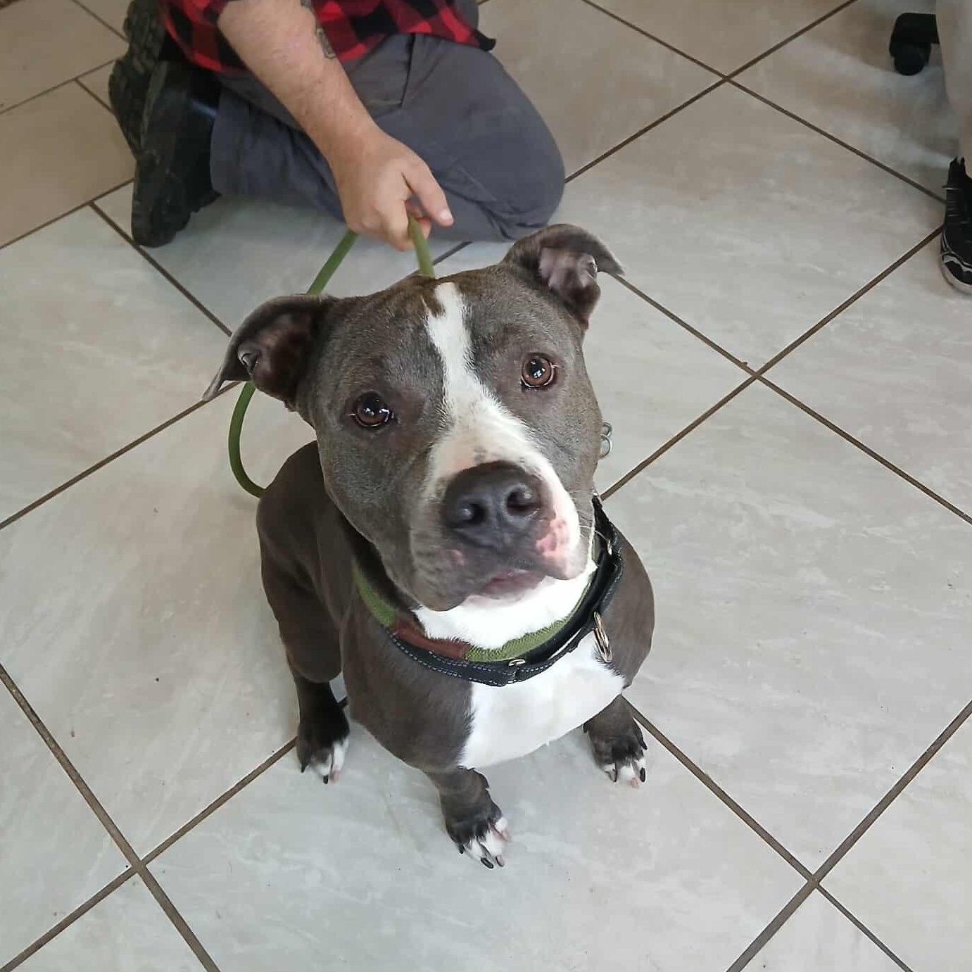 Maddie, a Adoptable mixed breed in Saugerties, NY image 3/6