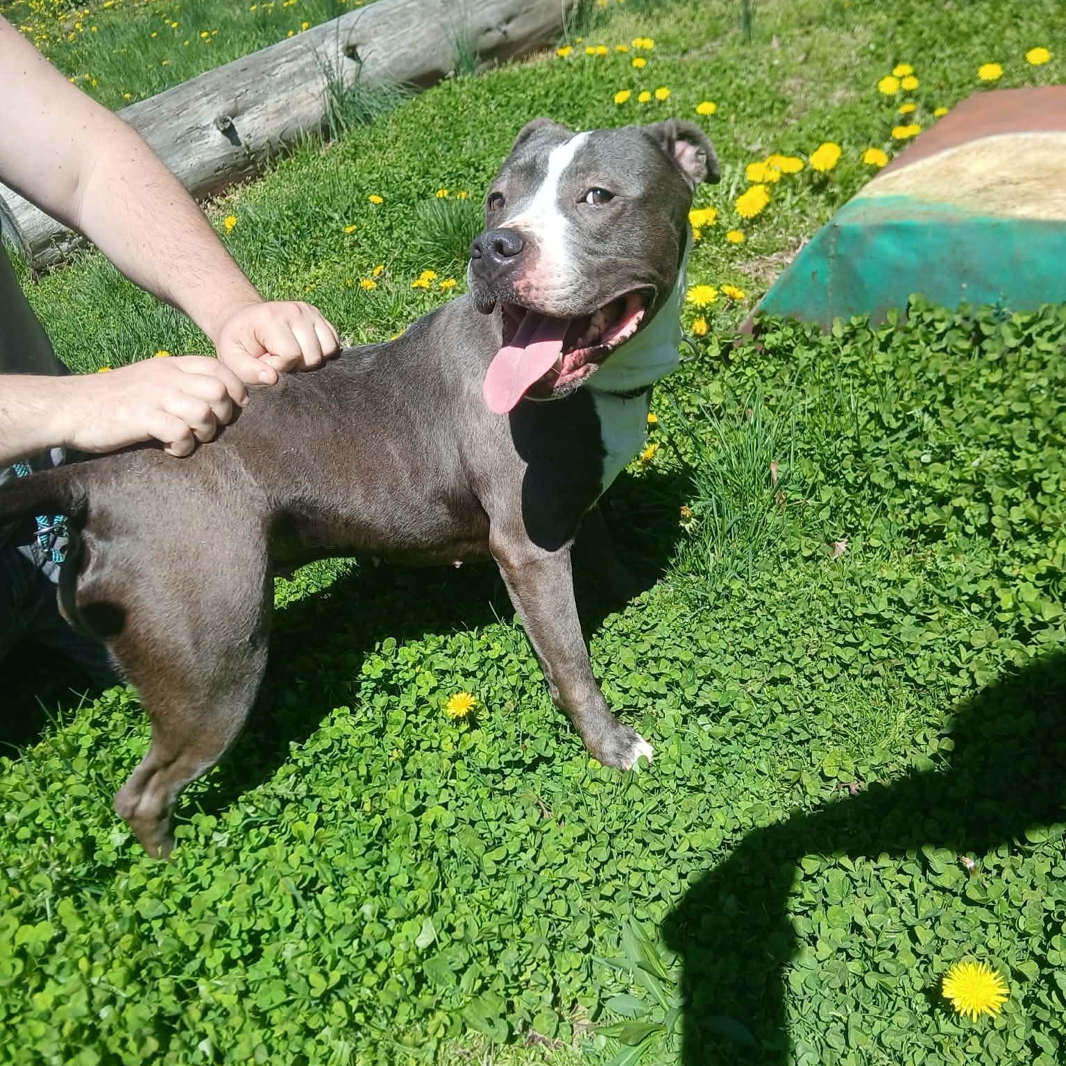 Maddie, a Adoptable mixed breed in Saugerties, NY image 3/6