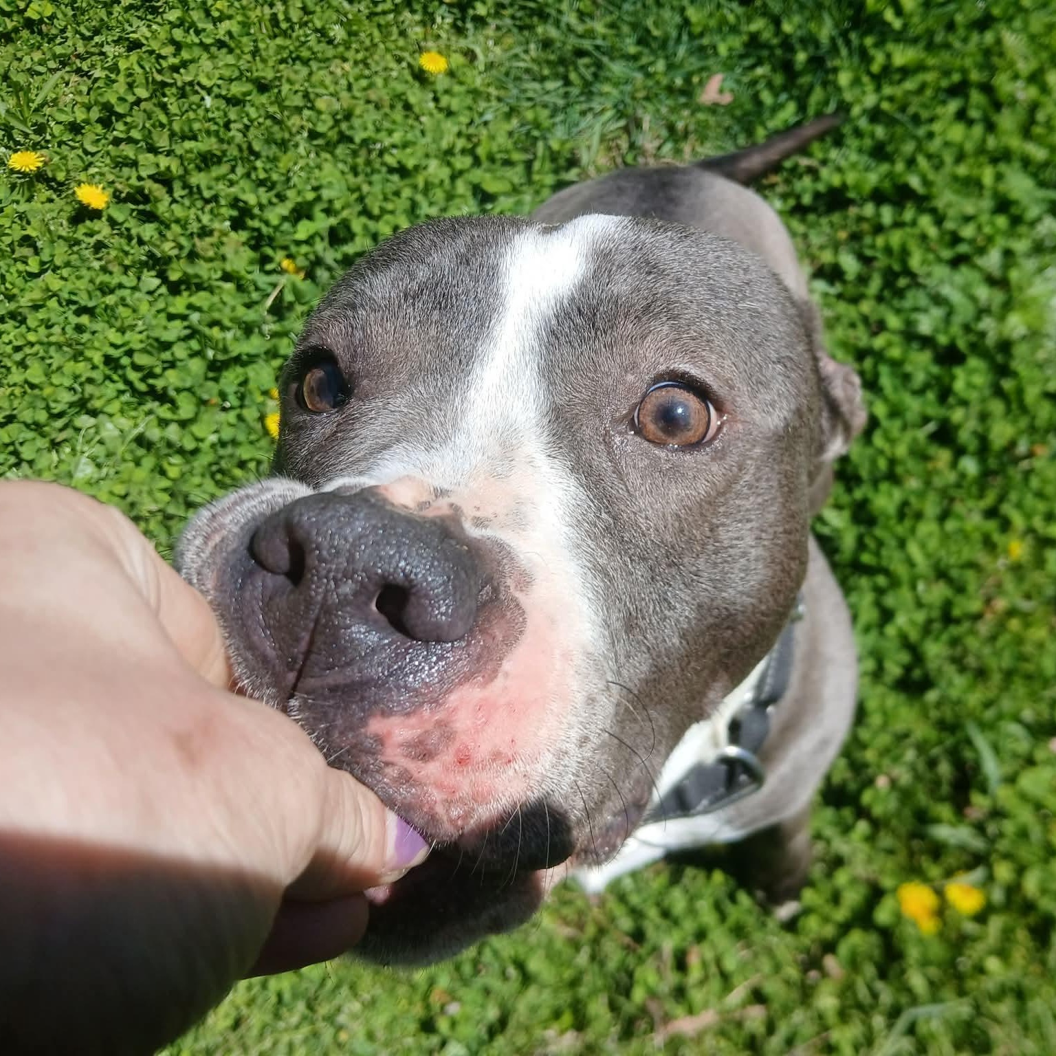Maddie, a Adoptable mixed breed in Saugerties, NY image 5/6