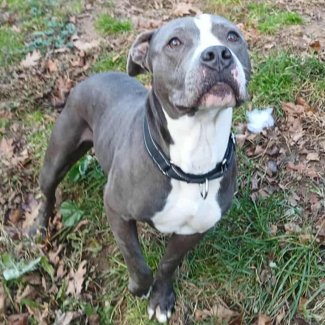 Maddie, a Adoptable mixed breed in Saugerties, NY image 6/6