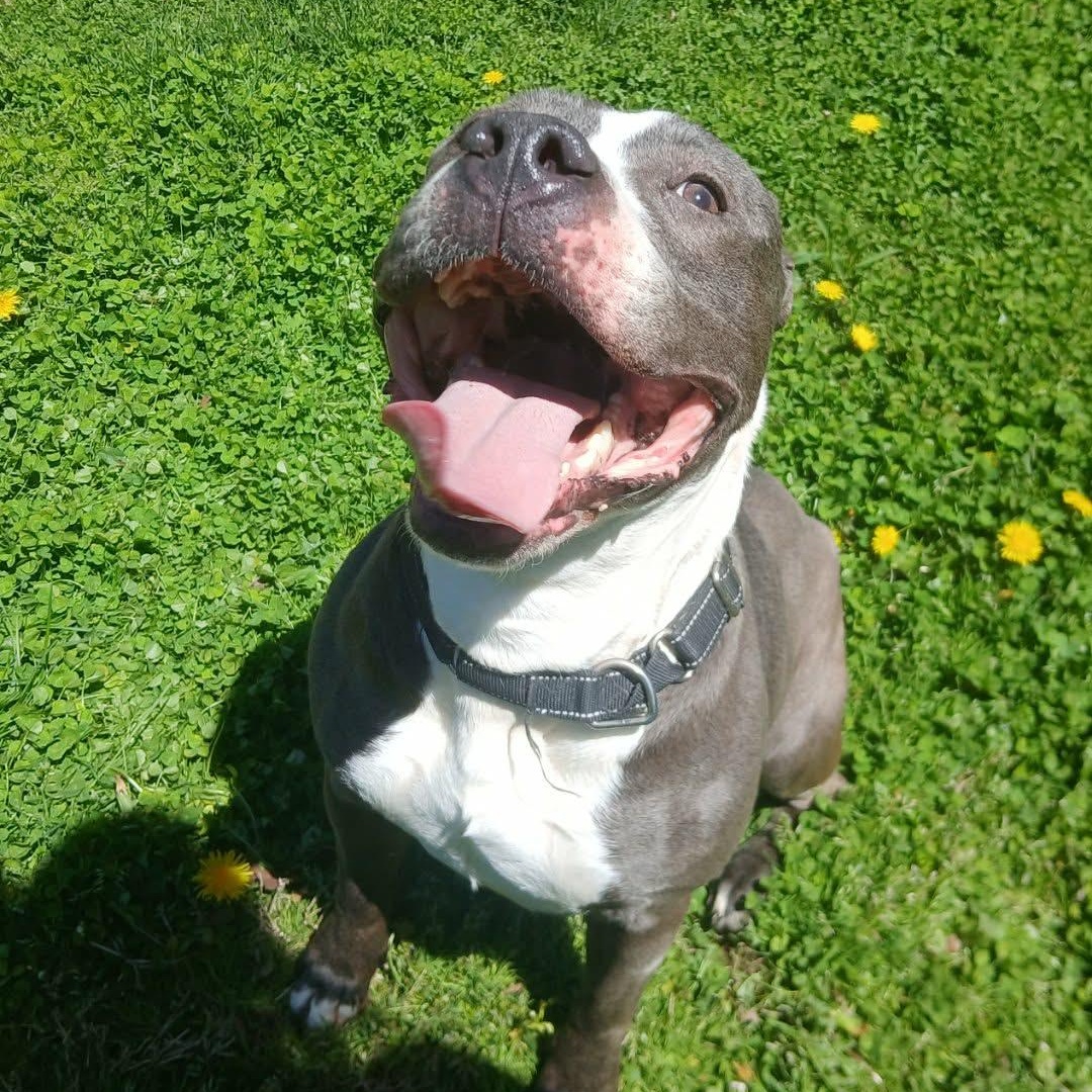 Maddie, a Adoptable mixed breed in Saugerties, NY image 6/6