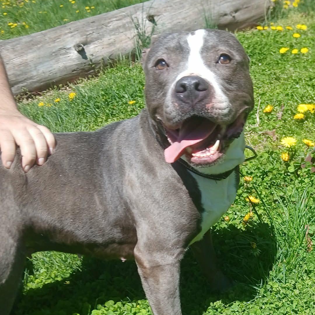 Maddie, Adoptable, Adult Female Mixed Breed.