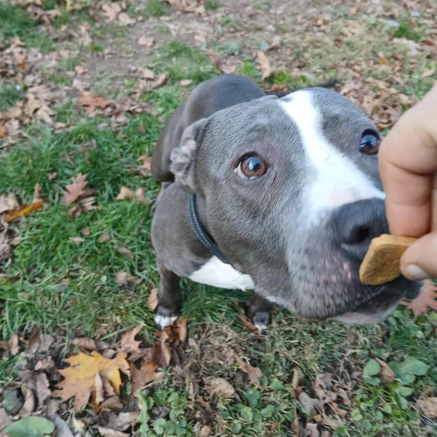 Maddie, a Adoptable mixed breed in Saugerties, NY image 2/6