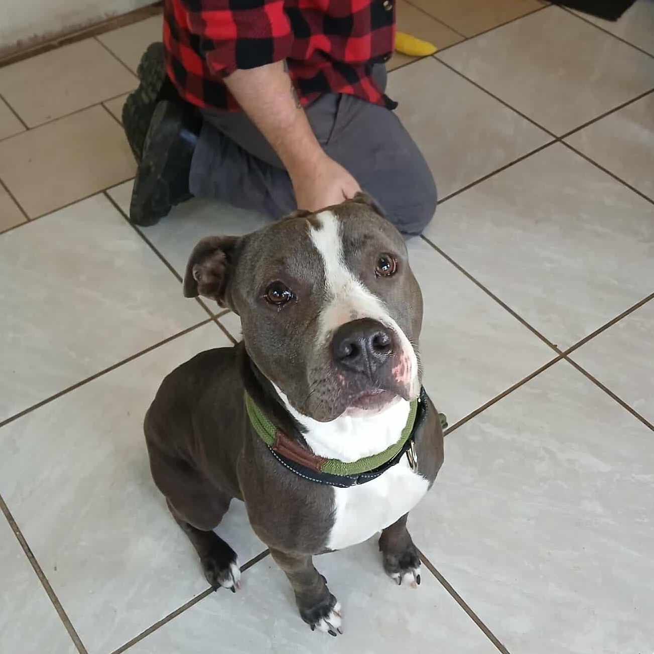 Maddie, Adoptable, Adult Female Mixed Breed.