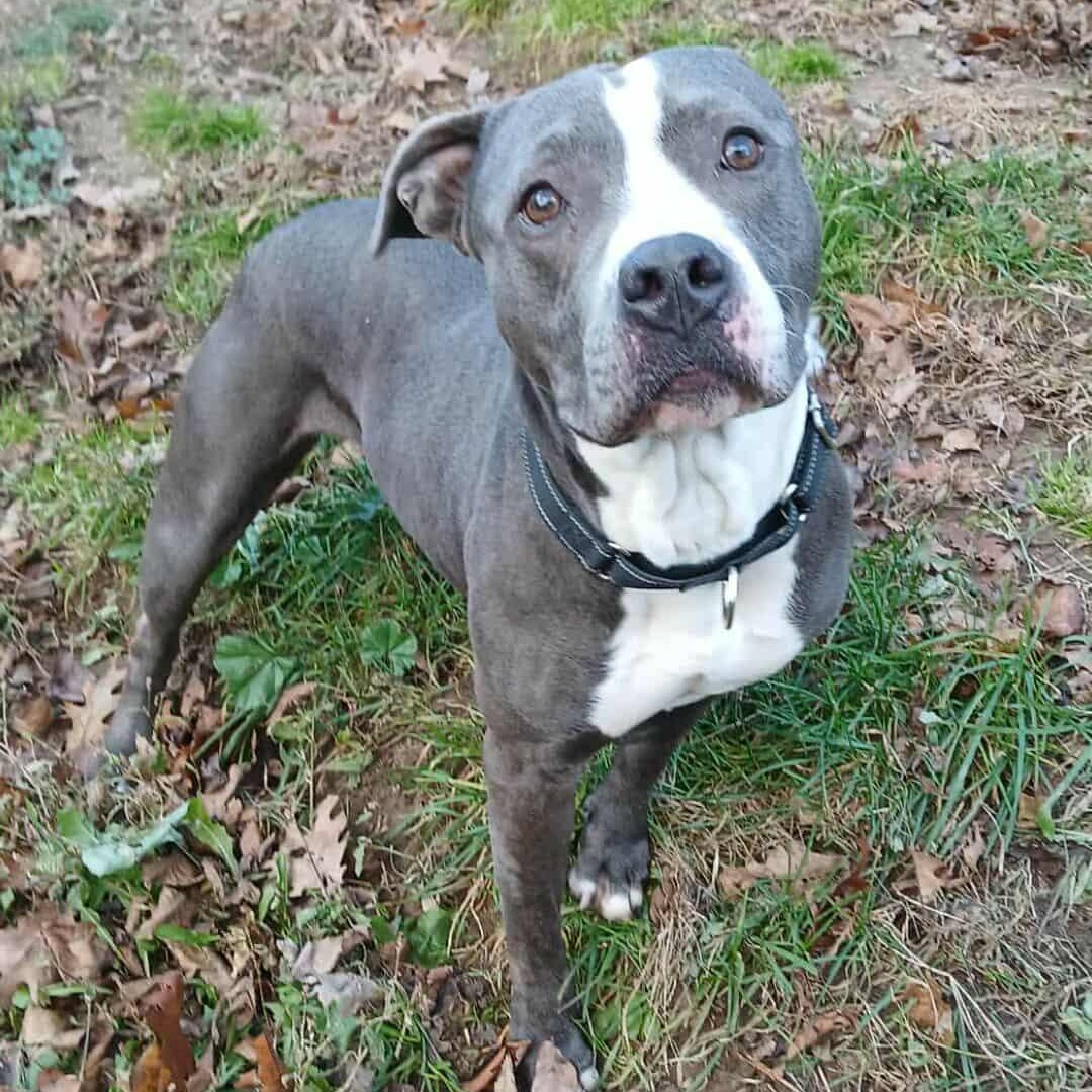 Maddie, a Adoptable mixed breed in Saugerties, NY image 5/6