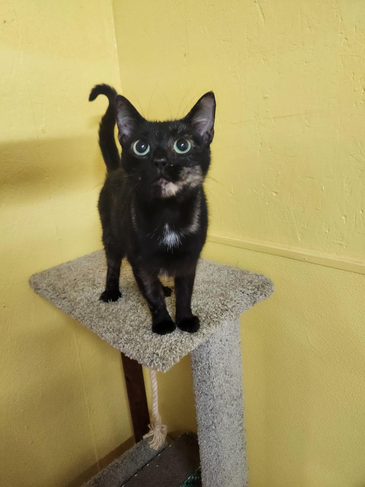 Enlarge Lil Bit, a Adoptable Domestic Short Hair in Jackson, GA image 1/5