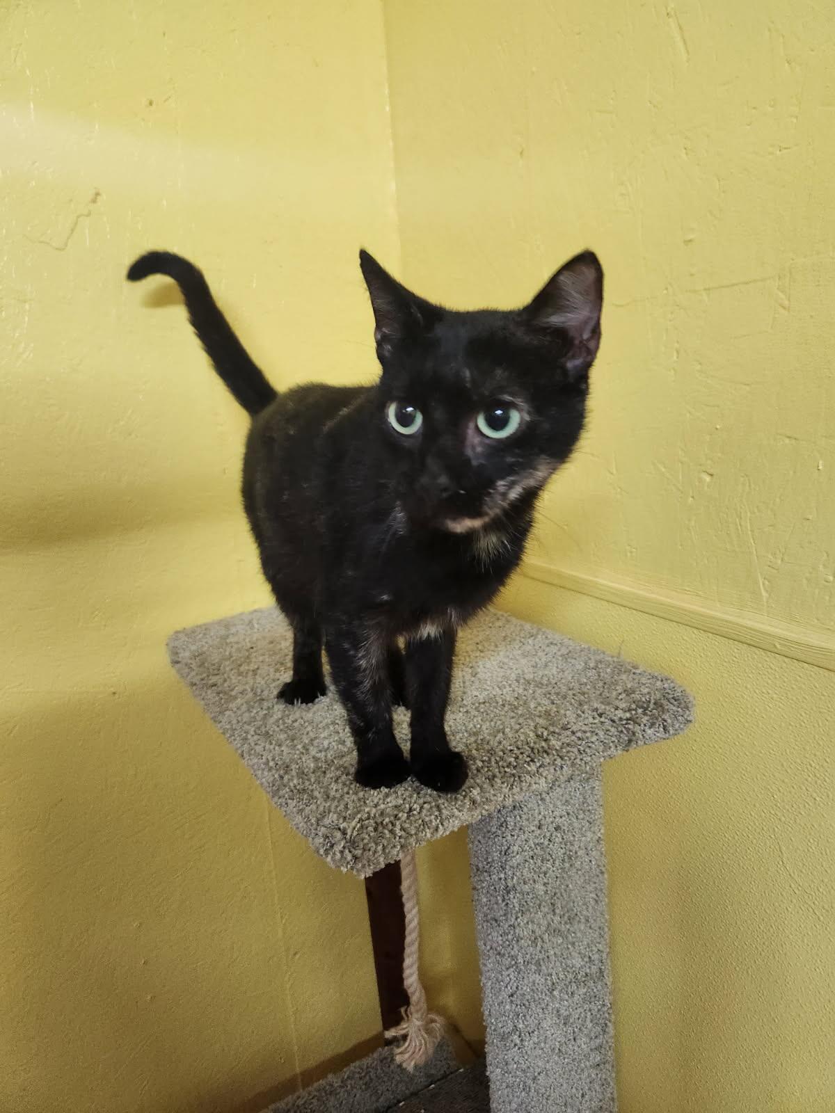 Enlarge Lil Bit, a Adoptable Domestic Short Hair in Jackson, GA image 2/5