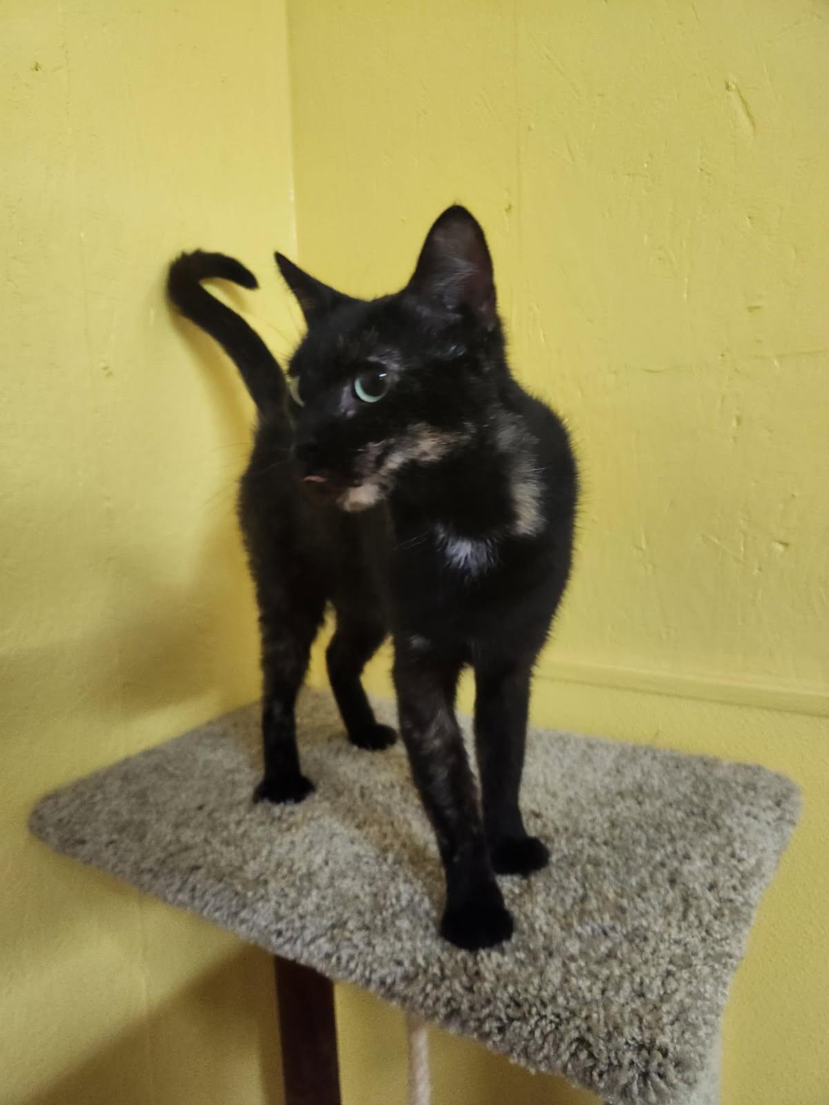 Enlarge Lil Bit, a Adoptable Domestic Short Hair in Jackson, GA image 3/5