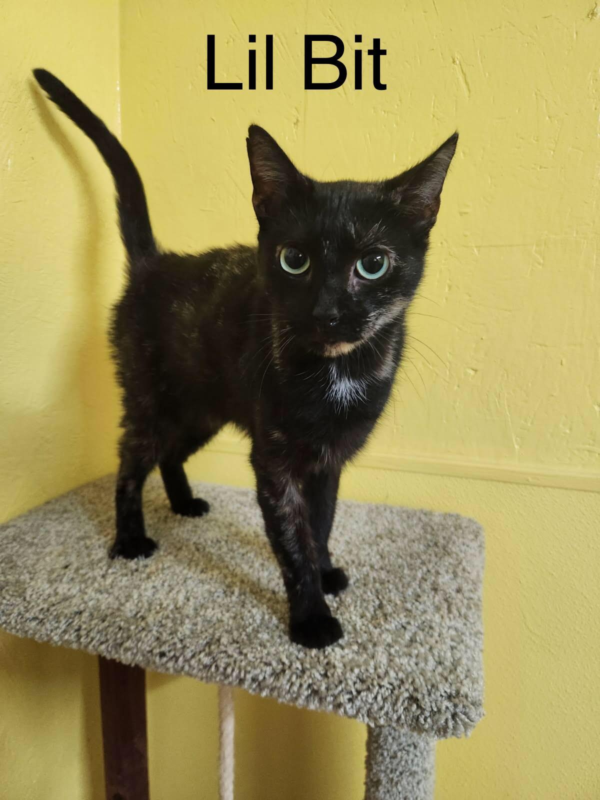 Enlarge Lil Bit, a Adoptable Domestic Short Hair in Jackson, GA image 4/5