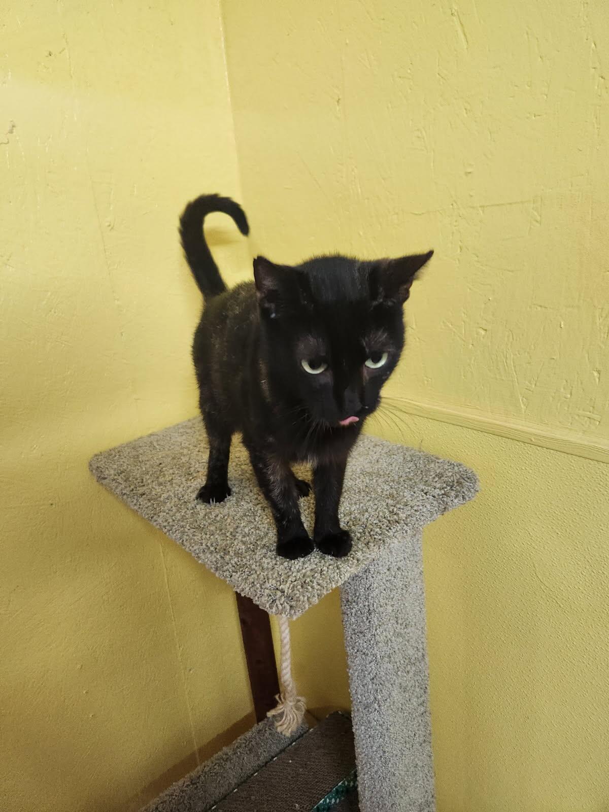 Enlarge Lil Bit, a Adoptable Domestic Short Hair in Jackson, GA image 5/5