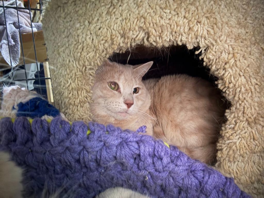 Enlarge Chicky / Garfield, a Adoptable mixed breed in Brainardsville, NY image 1/1