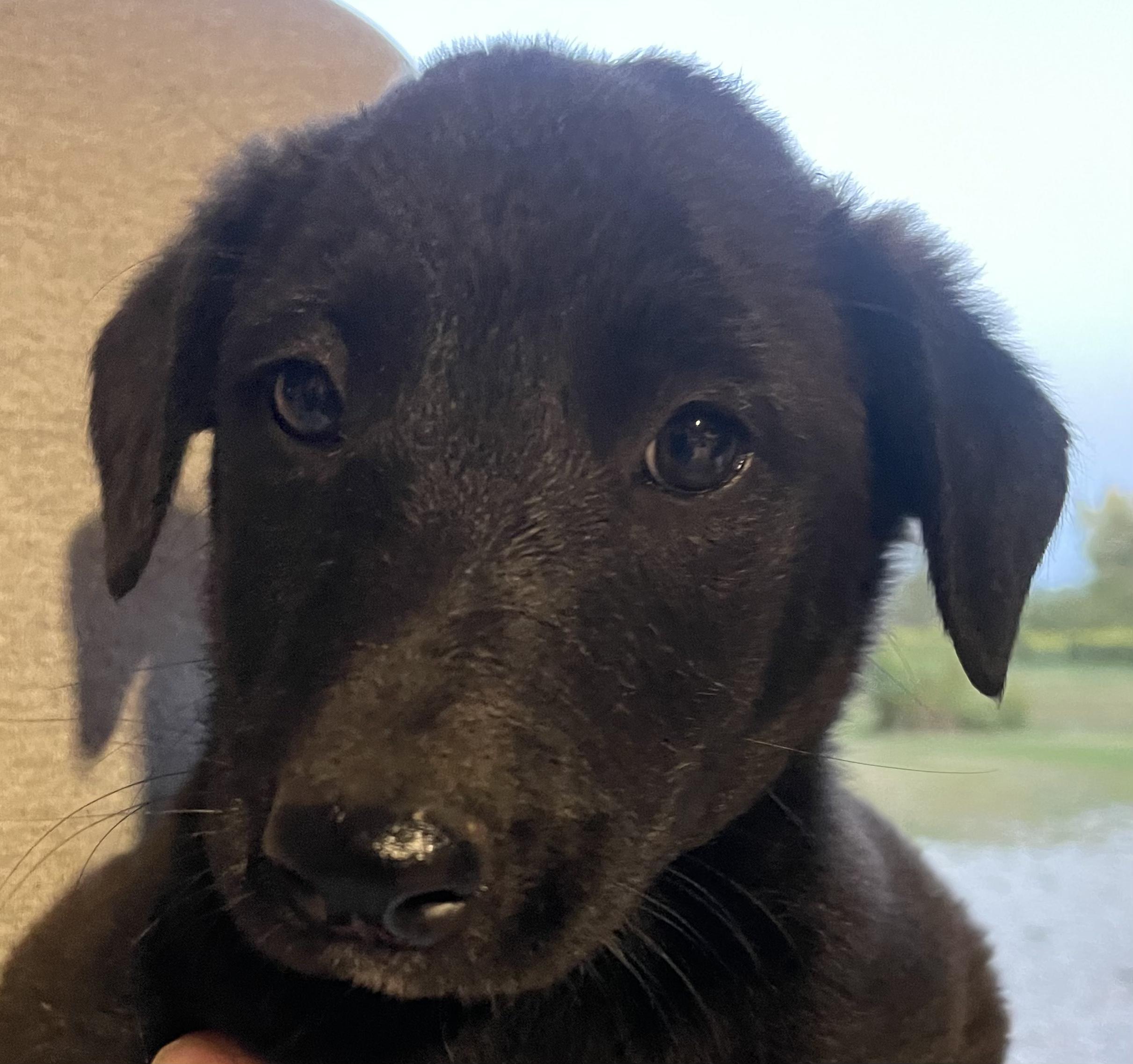 Hubble, Adopted, Puppy Male Border Collie.