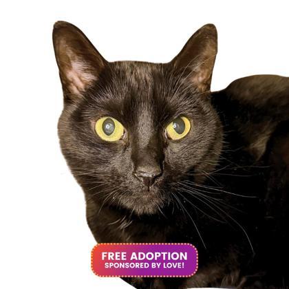 Dharma, Adoptable, Senior Female Domestic Short Hair & Domestic Short Hair.