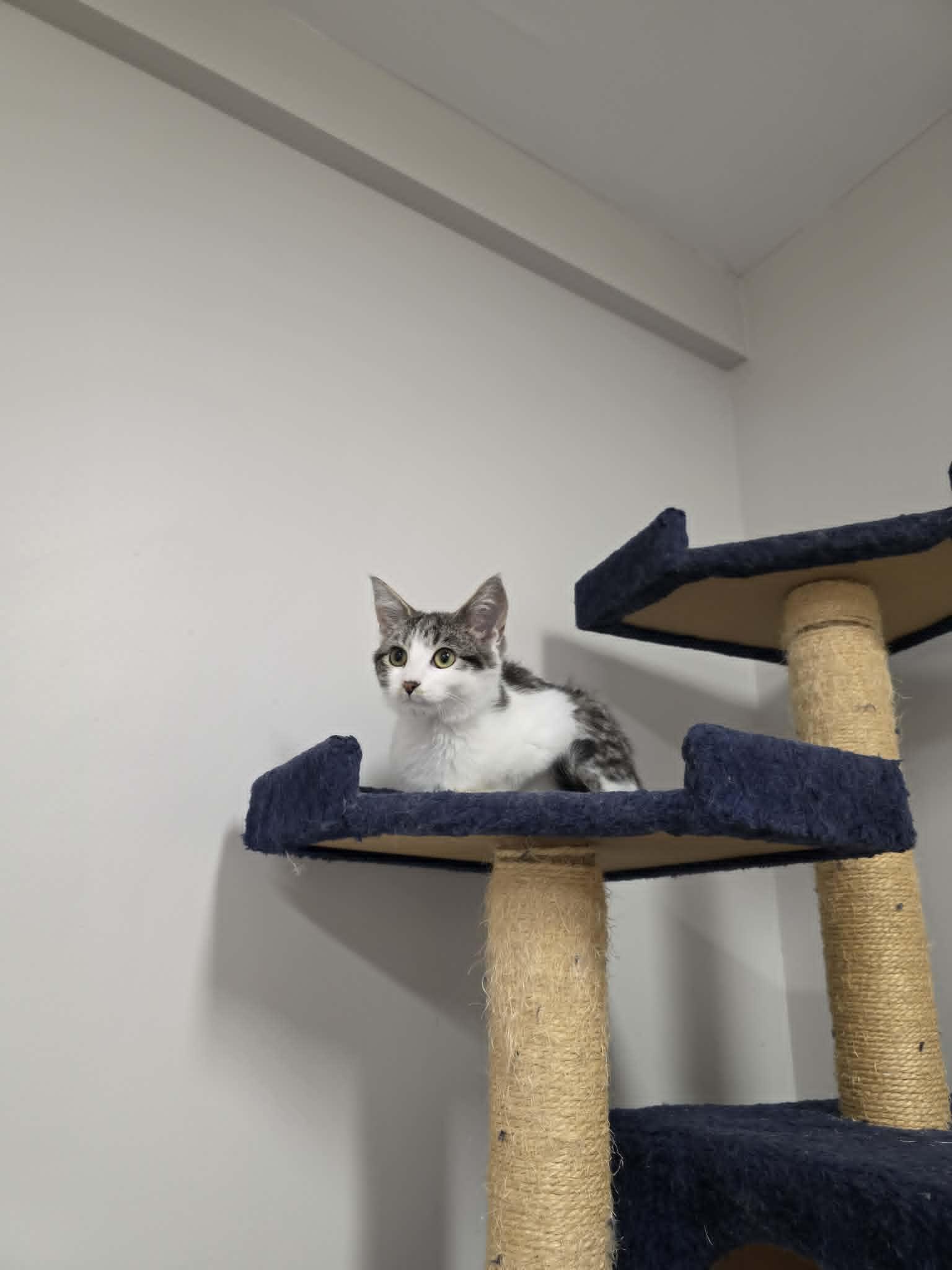 Enlarge Vesper, an adopted Domestic Short Hair in Fulton, NY image 5/6