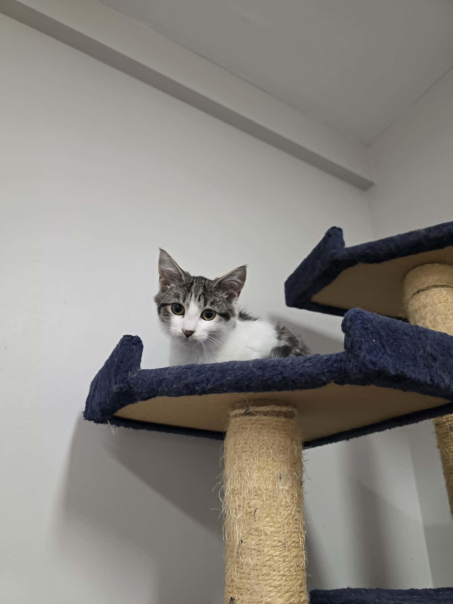 Enlarge Vesper, an adopted Domestic Short Hair in Fulton, NY image 4/6