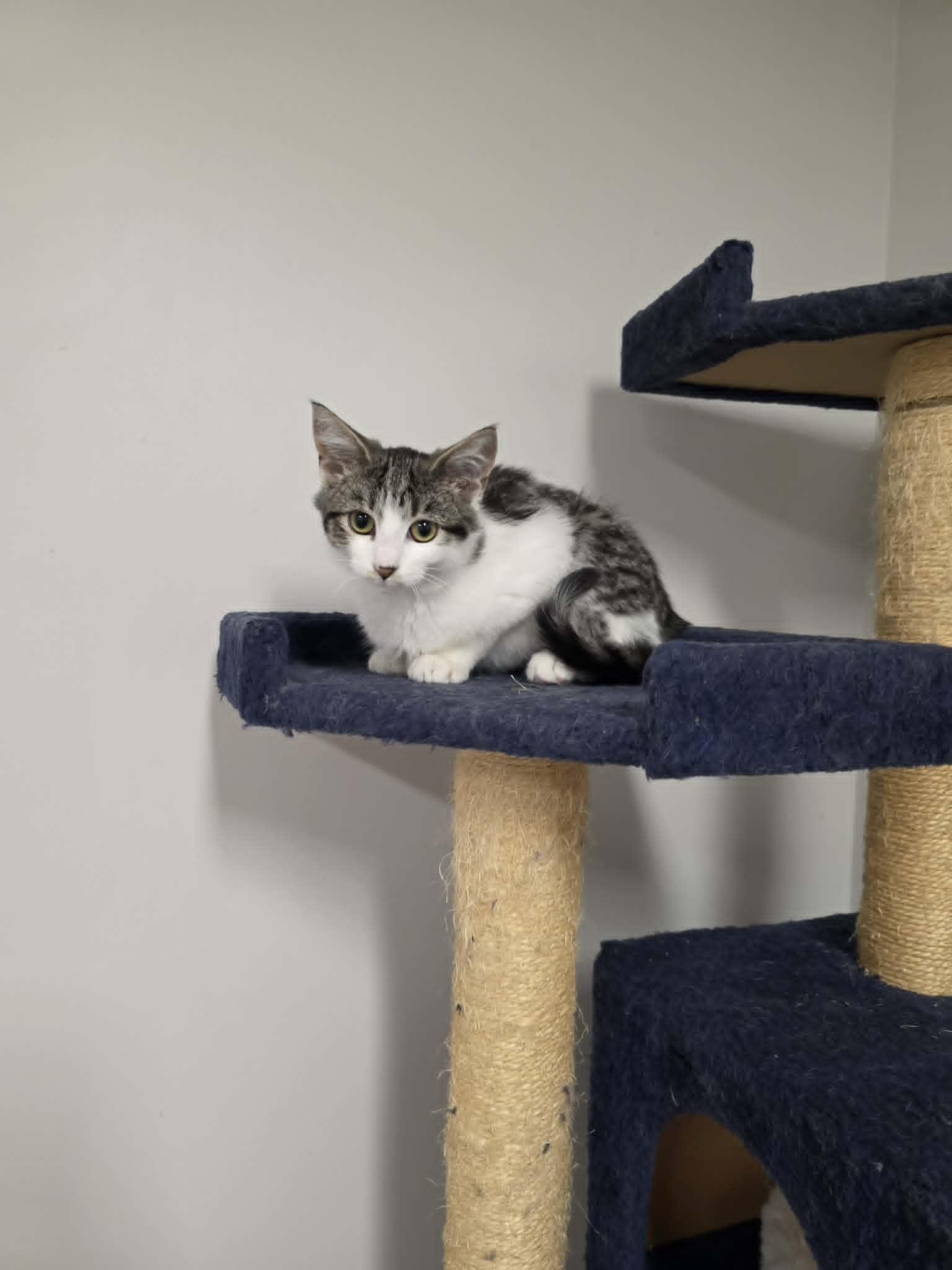 Enlarge Vesper, an adopted Domestic Short Hair in Fulton, NY image 3/6