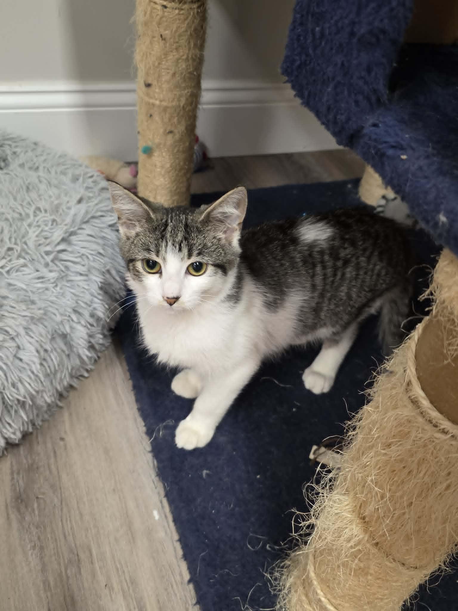 Enlarge Vesper, an adopted Domestic Short Hair in Fulton, NY image 2/6