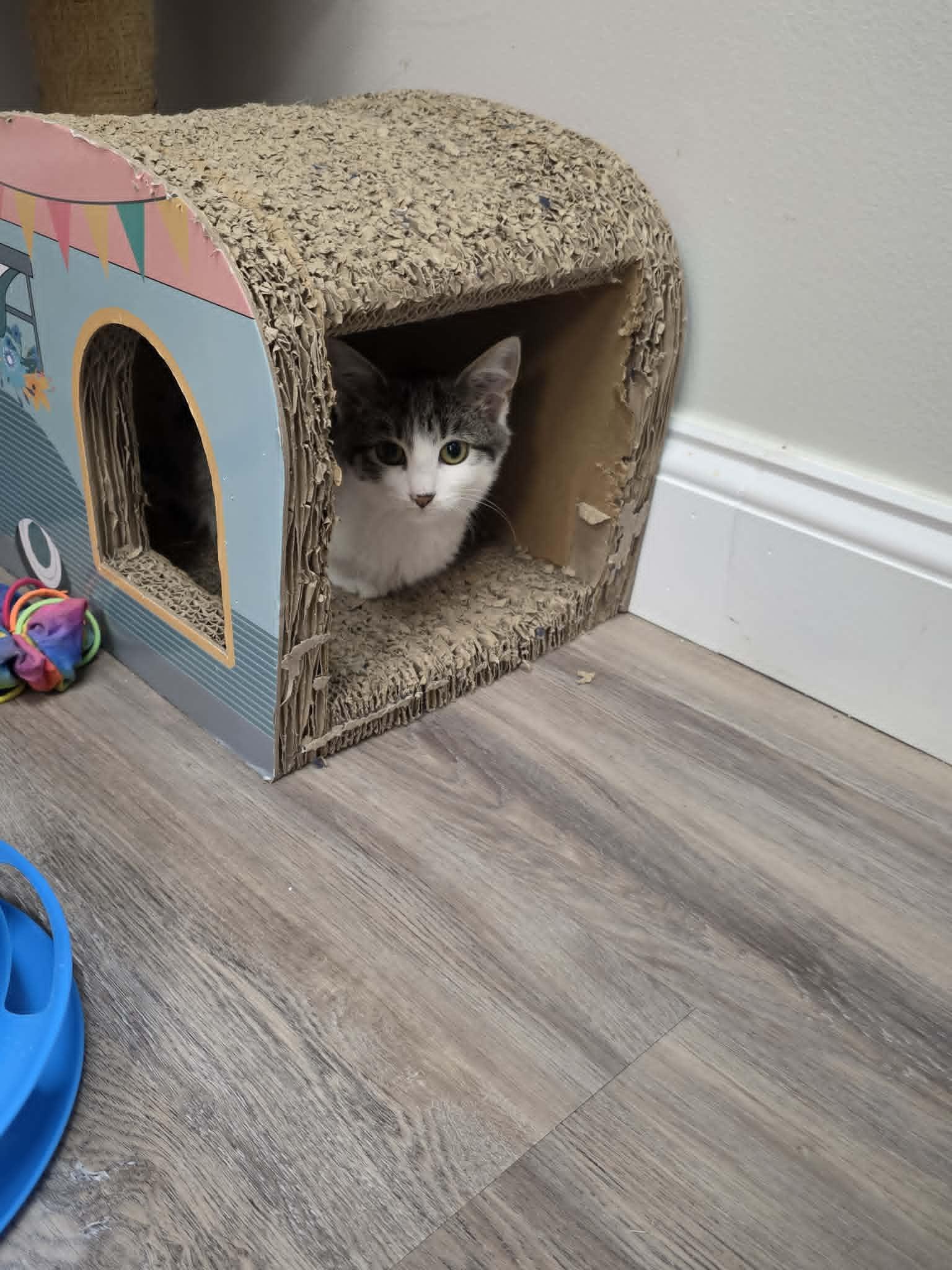 Enlarge Vesper, an adopted Domestic Short Hair in Fulton, NY image 6/6