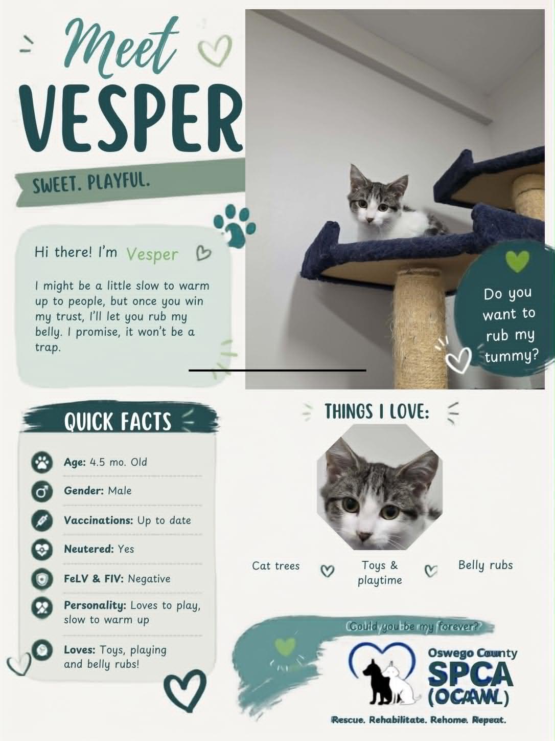 Enlarge Vesper, an adopted Domestic Short Hair in Fulton, NY image 1/6