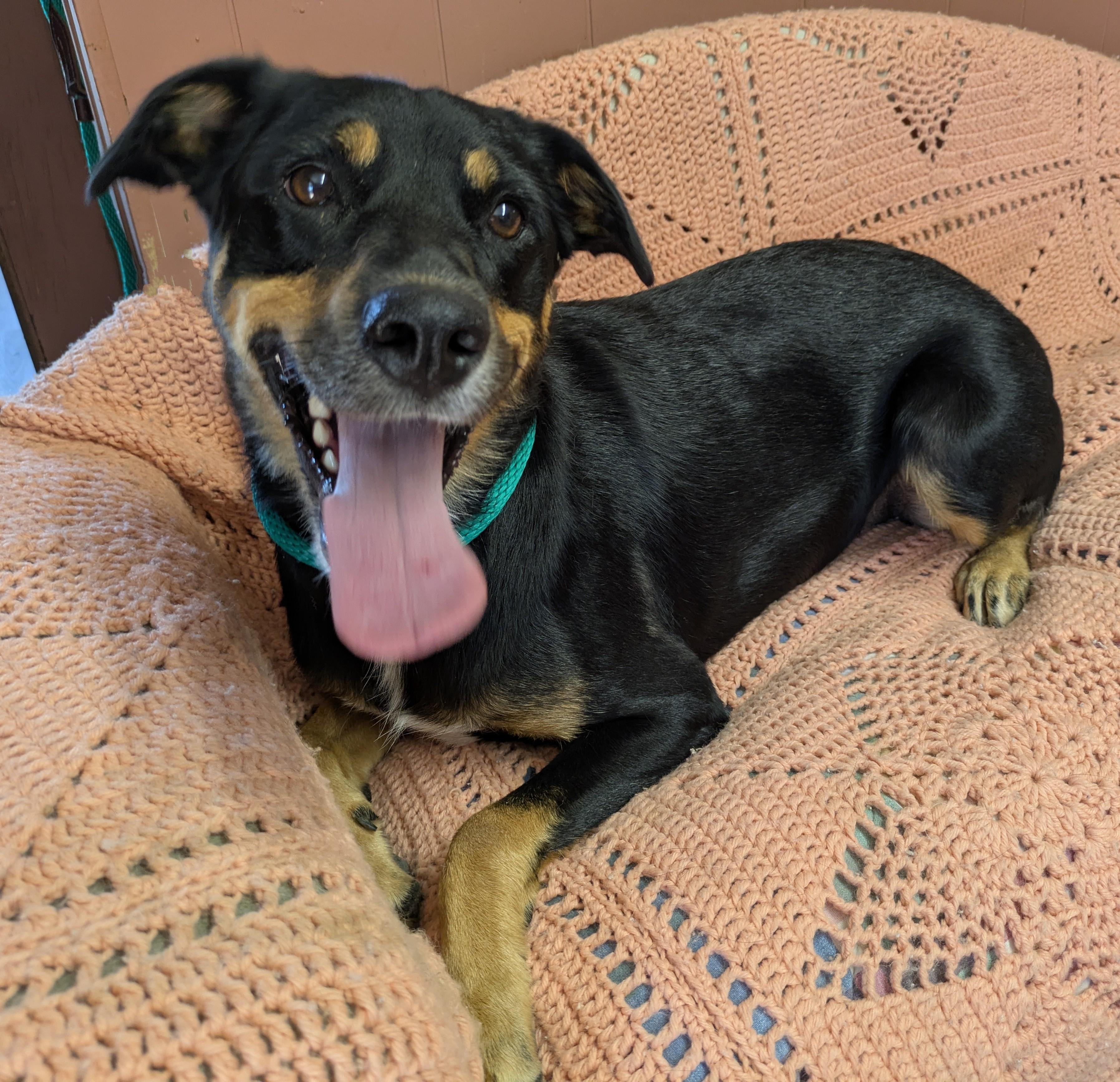 SHEILA, Adoptable, Adult Female Australian Shepherd.